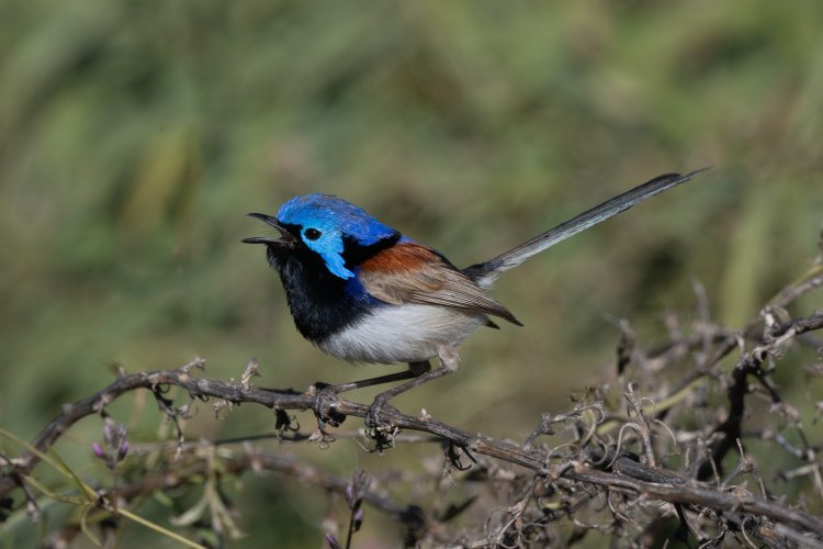 Three Fairy Wren Species