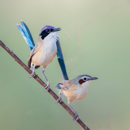 Three Fairy Wren Species