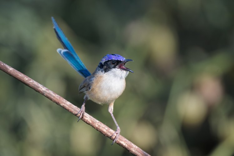 Three Fairy Wren Species