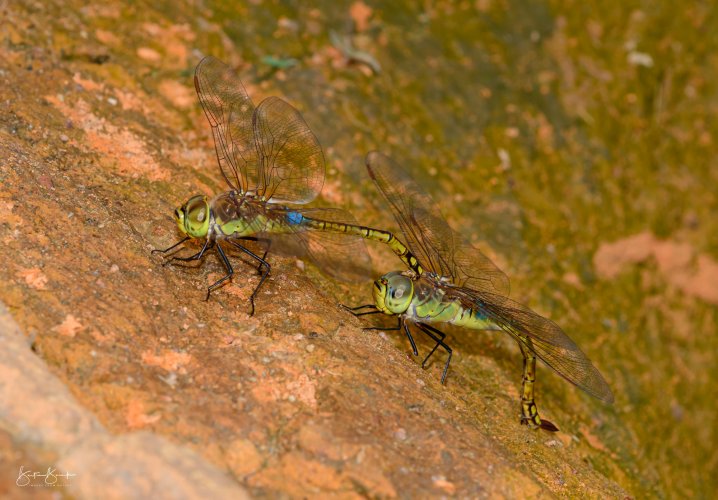 Dragonflies: missing an updated 200mm f4 Z version