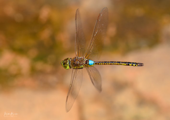 Dragonflies: missing an updated 200mm f4 Z version