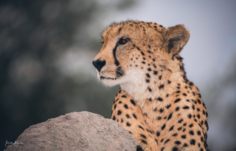 Cheetah - Sabi Sand