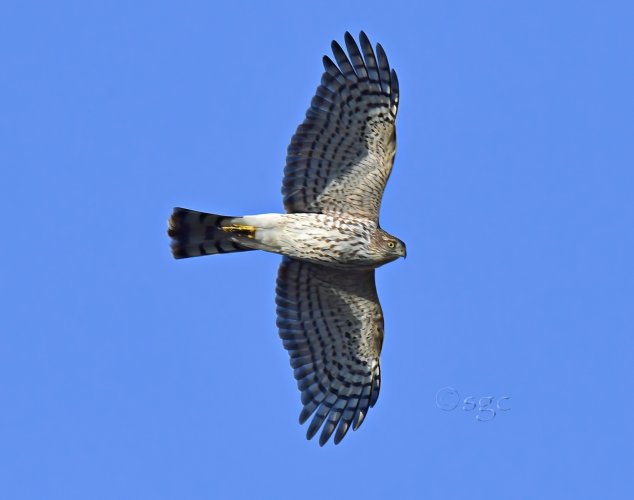 Cooper's Hawk overhead.