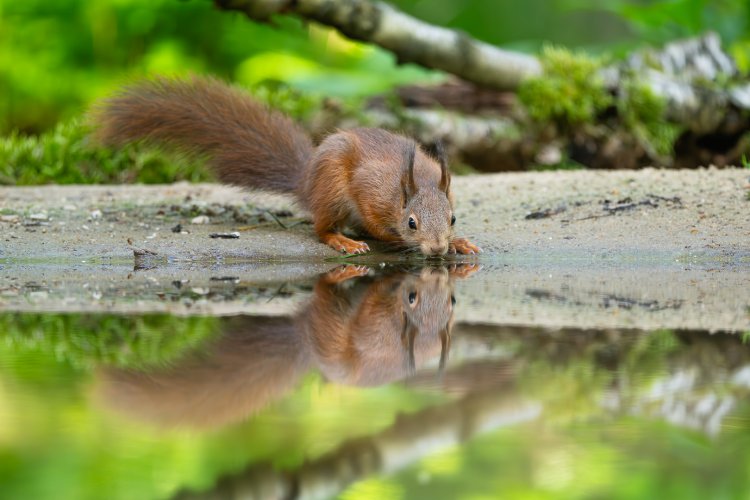 Drinking squirrel