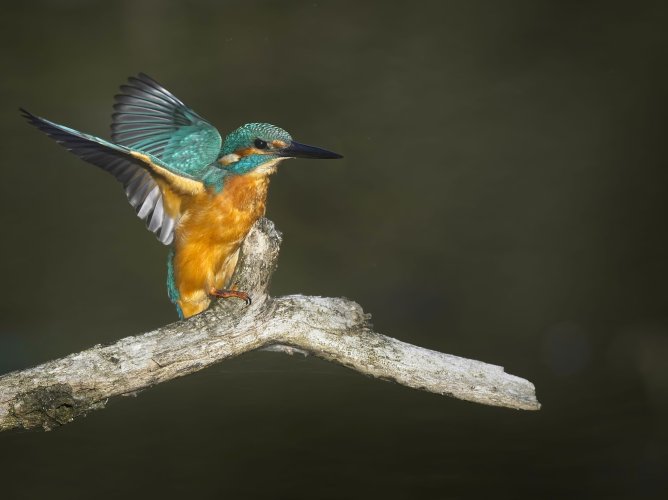 Kingfisher in Flanders marshes (Belgium)