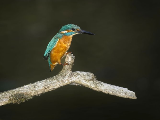 Kingfisher in Flanders marshes (Belgium)