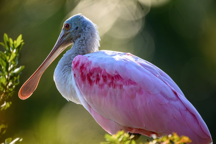 Roseate Spoonbills