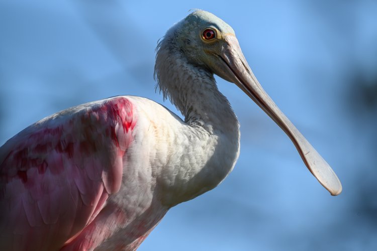 Roseate Spoonbills