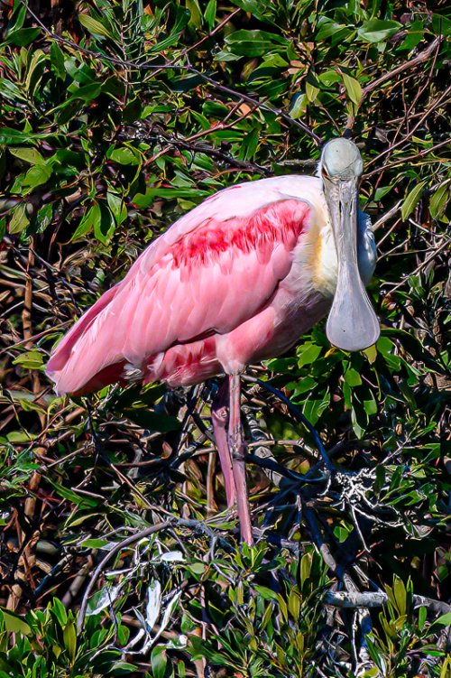 Roseate Spoonbills