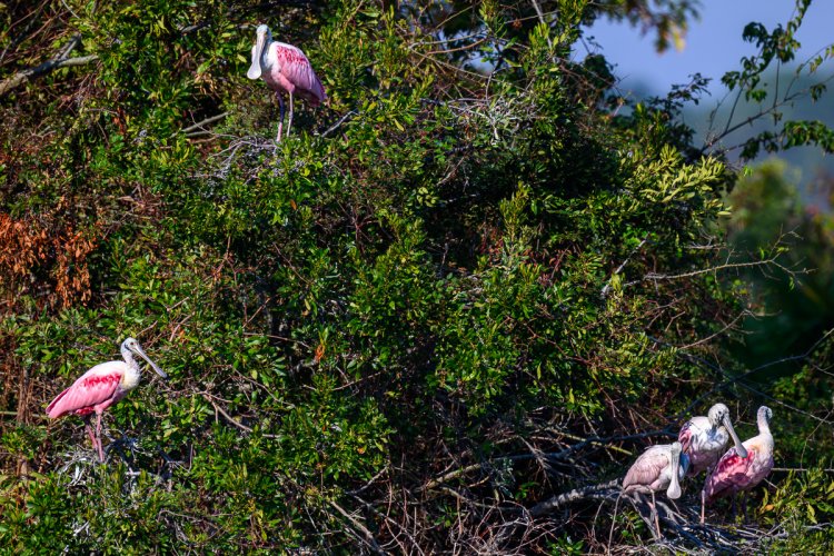 Roseate Spoonbills