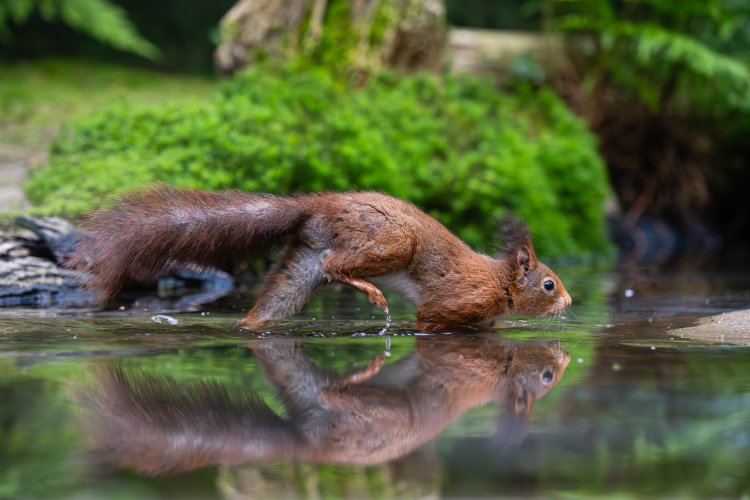 Tread carefully, squirrel in pond