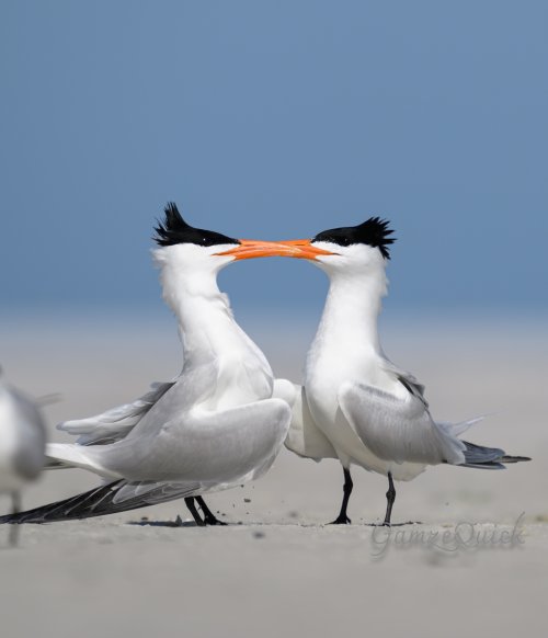 Terns example_-2.jpg