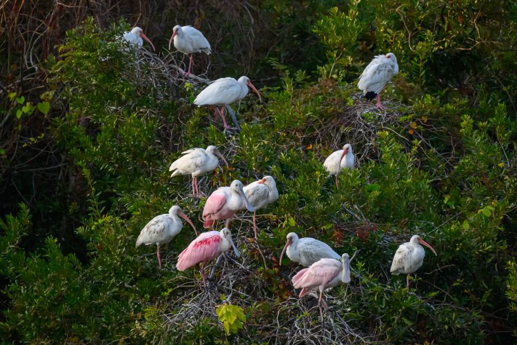 A couple more shots from Hilton Head, SC