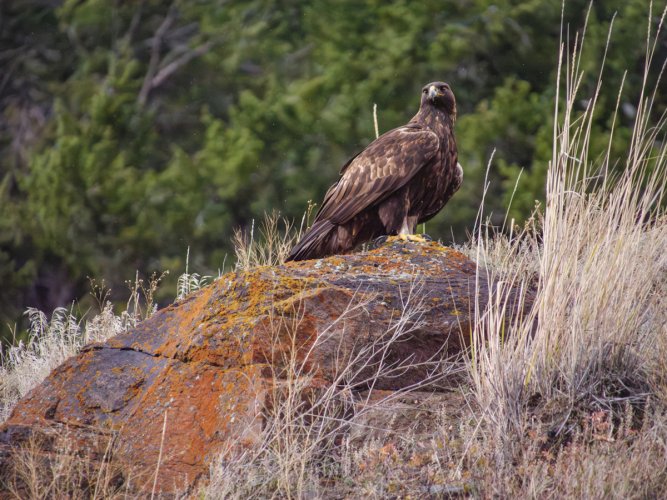 Golden Eagle in Yellowstone