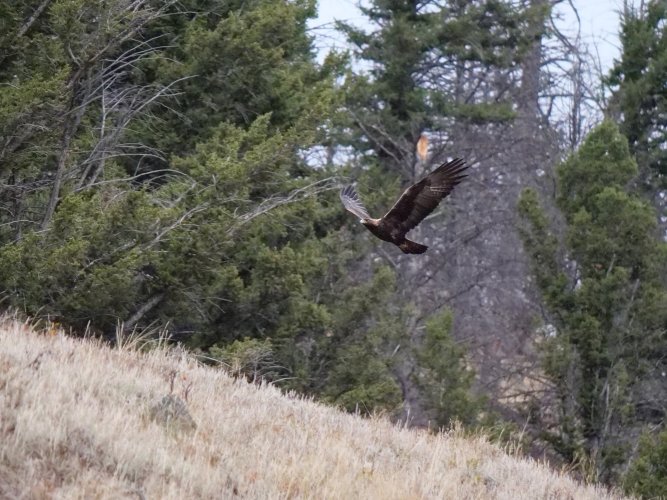 Golden Eagle in Yellowstone