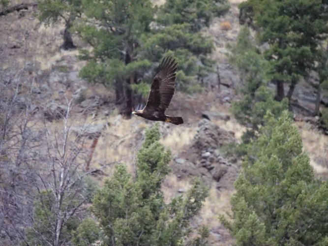 Golden Eagle in Yellowstone