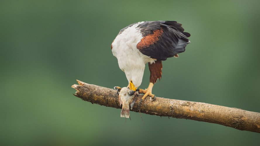 African Fish Eagle feeding