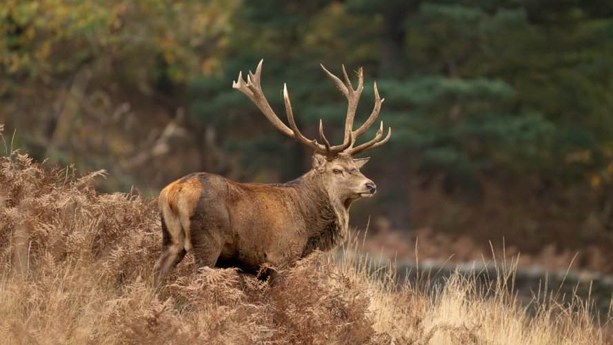 Red Deer Stag taking time out from the rut in the autumn bracken! - Bradgate Park UK