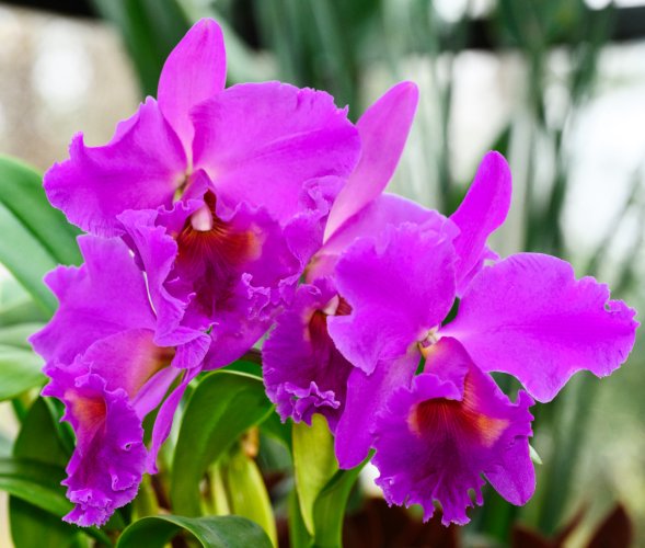 Cattleya orchid