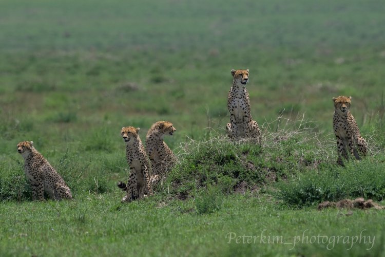 Instinct of Mara, Cheetahs