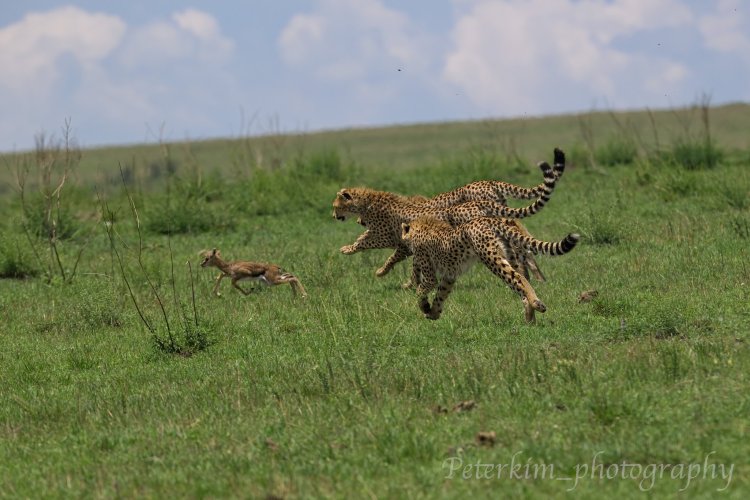 Instinct of Mara, Cheetahs