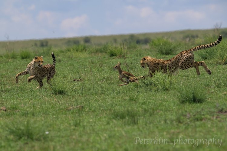 Instinct of Mara, Cheetahs