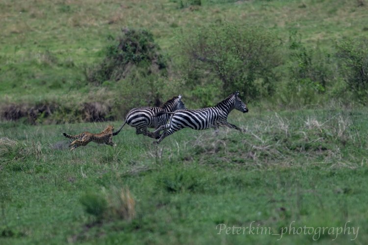 Instinct of Mara, Cheetahs