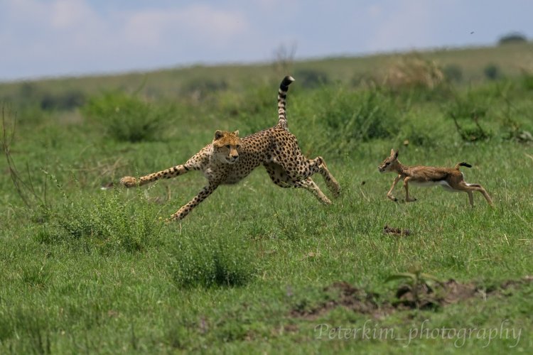 Instinct of Mara, Cheetahs