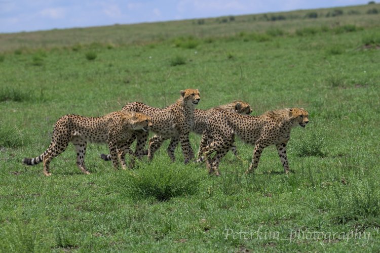 Instinct of Mara, Cheetahs