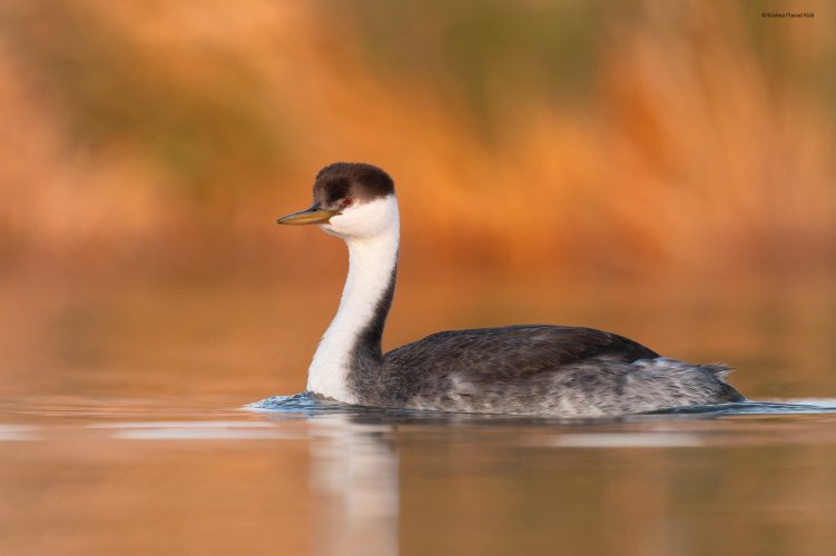 Western Grebe