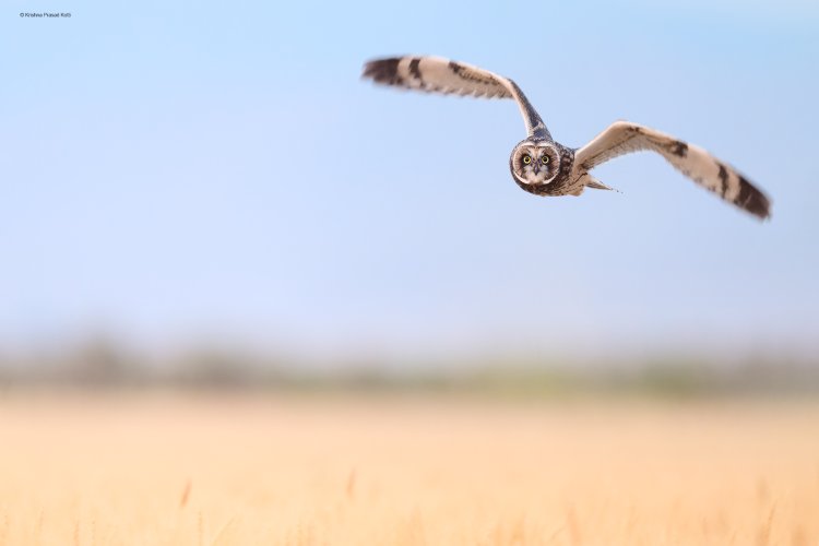 Short Eared Owl at Sunset