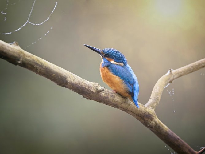 Kingfisher Marsh tit , Moorhen and Nuthatch