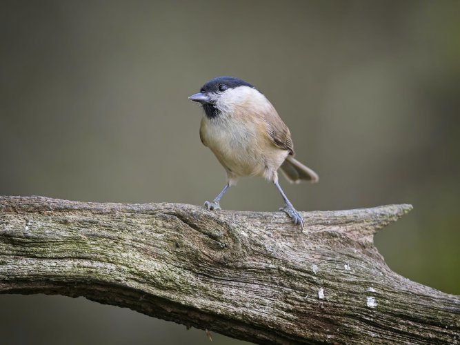 Kingfisher Marsh tit , Moorhen and Nuthatch