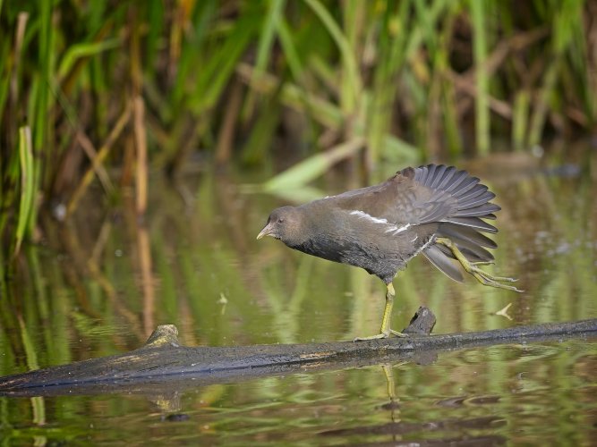 Kingfisher Marsh tit , Moorhen and Nuthatch