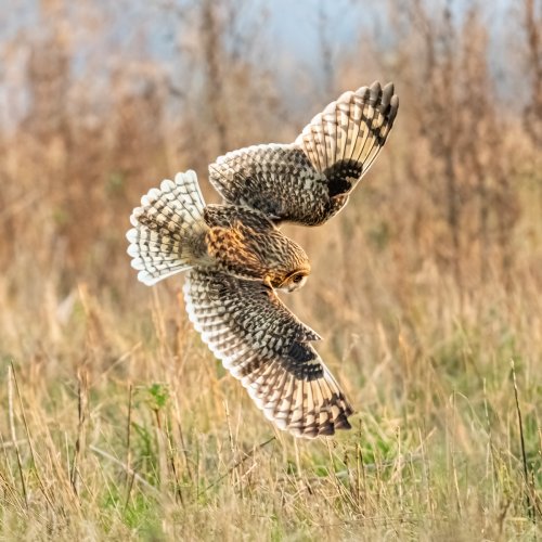 Short Eared Owl hunting