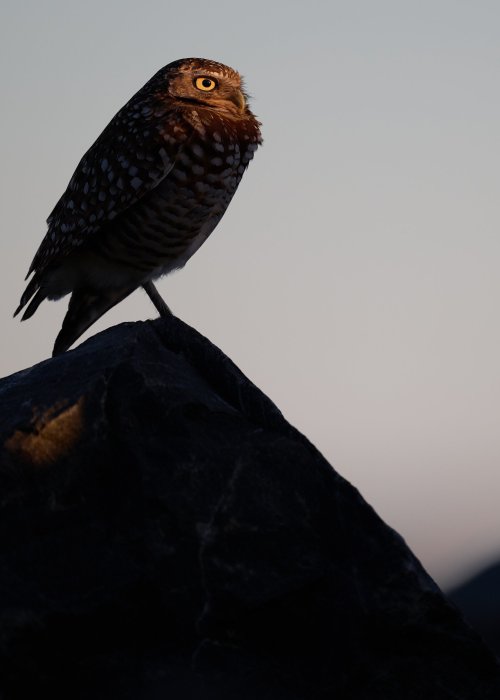 Burrowing Owl - Morning Sun 2.jpg