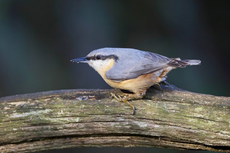 Kingfisher Marsh tit , Moorhen and Nuthatch