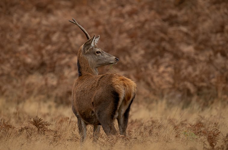 Young Red Deer Stag blending in well with the bracken and autumn colours - UK