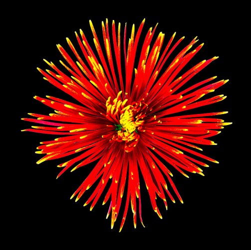 Chrysantheum-Flower.jpg