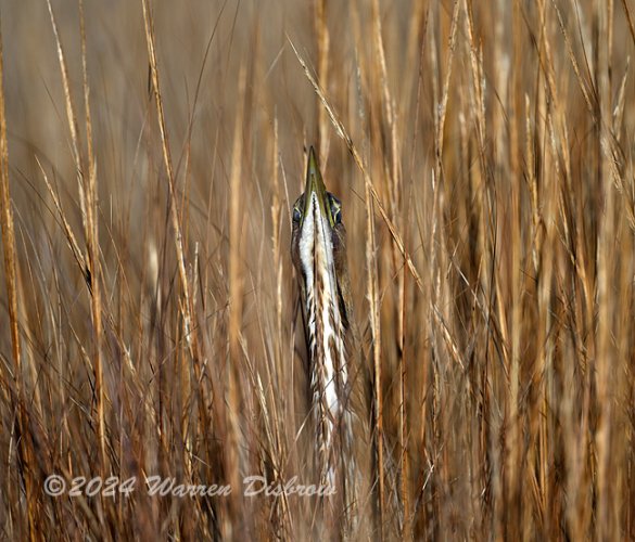 Mother Nature's Camo