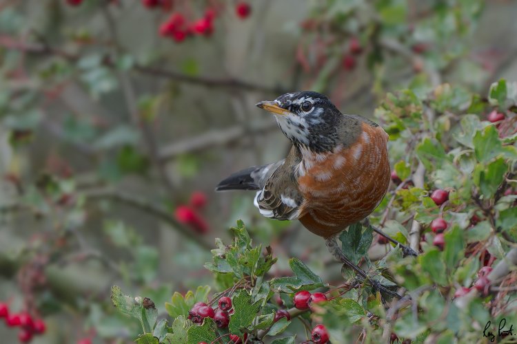 Leucistic American Robin