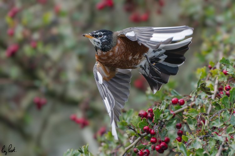 Leucistic American Robin