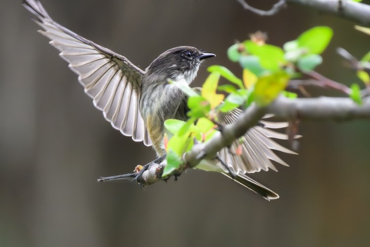 What do a Warbler, a Belted Kingfisher and an Osprey all have in common...