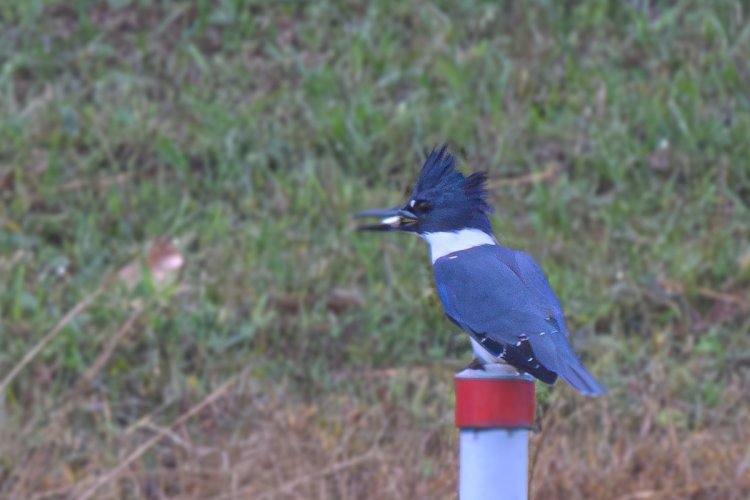 What do a Warbler, a Belted Kingfisher and an Osprey all have in common...