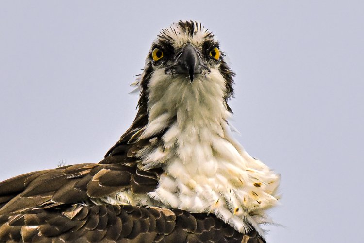 What do a Warbler, a Belted Kingfisher and an Osprey all have in common...