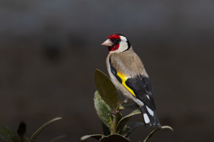 Goldfinch.