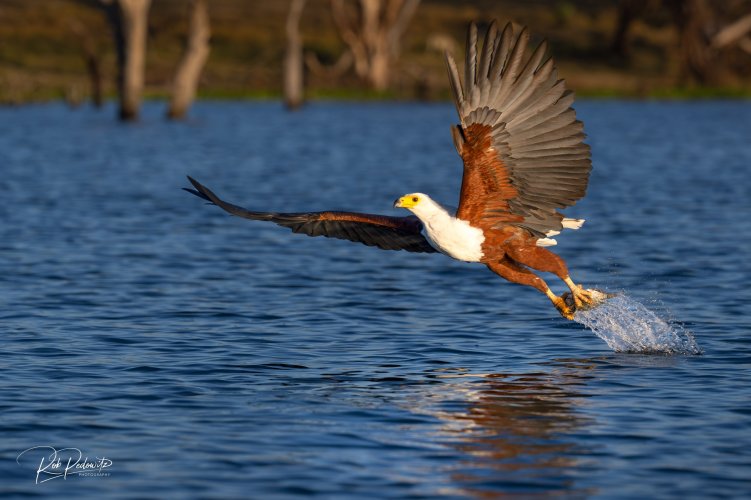 Fish eagle Lake Naivasha Pedowitz.jpg