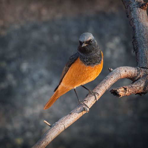 Black Redstart