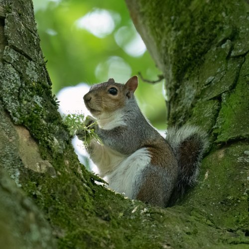 Grey squirrel Relaxing!