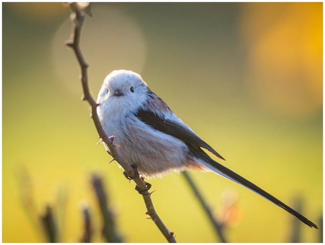 Long tailed tits (2024 edition)